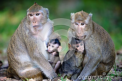 Close Monkey Family Stock Photo