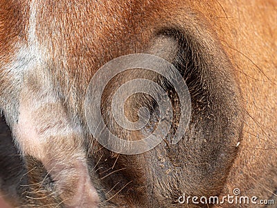 Close open nose, nostrils of a brown horse Stock Photo