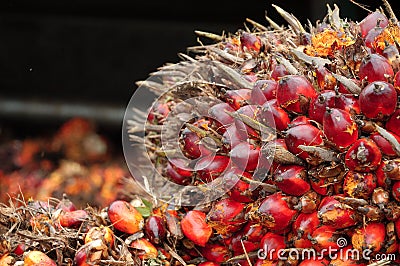 Close Palm Oil Fruit Image Stock Photo