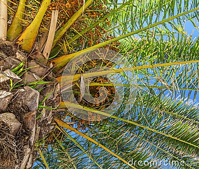 Close palm tree in blue sky Stock Photo