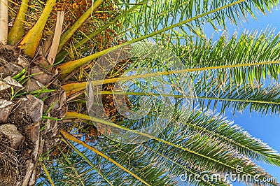 Close palm tree in blue sky Stock Photo