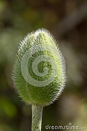 A Close Papaver Stock Photo