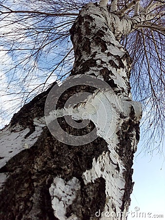 Close photo of birch in the spring Stock Photo