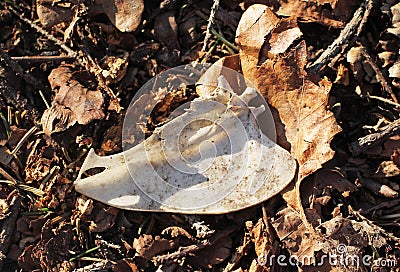 Bird sternum Stock Photo