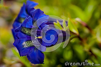 Close photo of bright blue flowers of stemless gentian Stock Photo