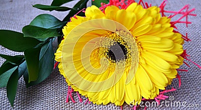 The close photo of yellow gerber flowers Stock Photo