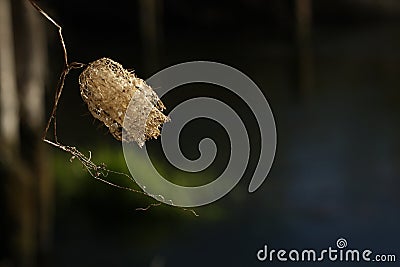 Close photos of insect cocoon river on the background of water. Stock Photo