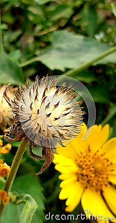 Close picture of dry flower Stock Photo