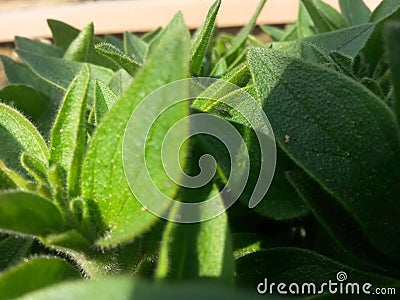 Close picture of leaves Stock Photo