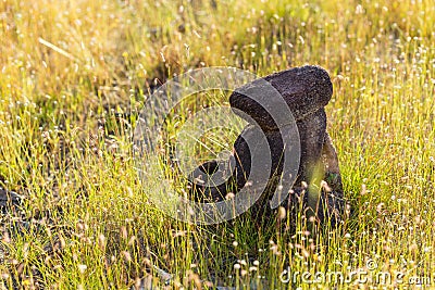 Close pile of stones in the mountain with sunshine, zen Stock Photo