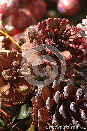 Close pine cones Stock Photo
