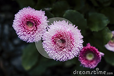 Close on a pink daisy in the garden and a dark background Stock Photo