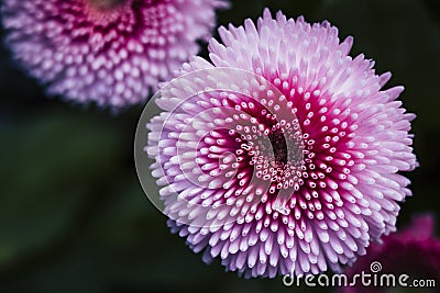 Close on a pink daisy in the garden and a dark background Stock Photo