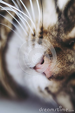 Close on the pink nose of a little tabby cat - Cute cat nose Stock Photo