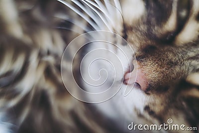 Close on the pink nose of a little tabby cat - Cute cat nose Stock Photo