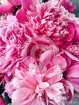 Close pink petals of peony flowers Stock Photo