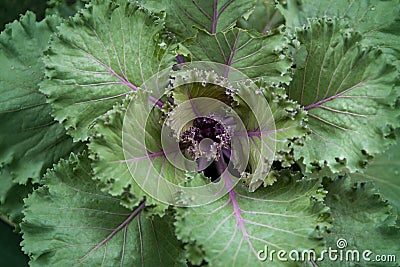 Close point of view of fresh green curly kale vegetable organic in the garden, Selective focus Stock Photo