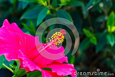 Close pollen pink hibiscus. Stock Photo