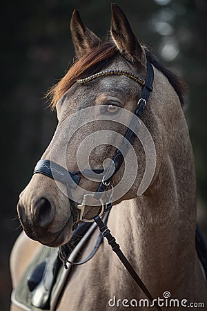 Beautiful stunning show jumping gelding horse with bridle and browband with beads in forest in autumn Stock Photo