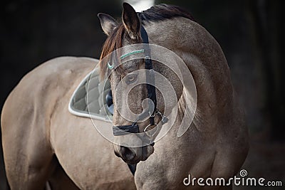 Beautiful stunning show jumping gelding horse with bridle and browband with beads in forest in autumn Stock Photo