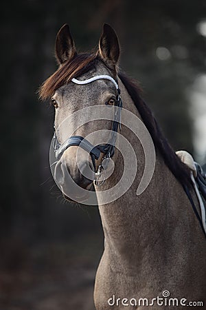 Beautiful stunning show jumping gelding horse with bridle and white rowband with beads in forest in autumn landscape Stock Photo