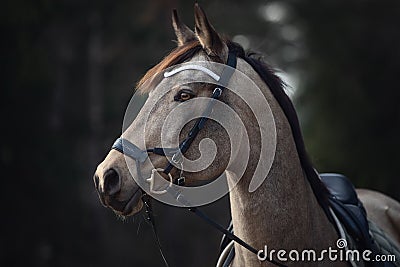 Beautiful stunning show jumping gelding horse with bridle and white rowband with beads in forest in autumn landscape Stock Photo