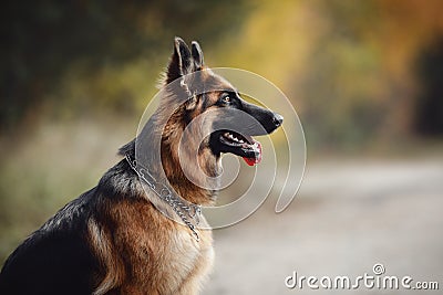 Portrait of beautiful young long haired female german shepherd dog sitting on the road with tongue out Stock Photo