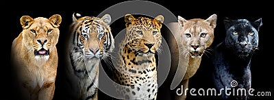 Close portrait big wild cats lion, tiger, leopard, puma Stock Photo