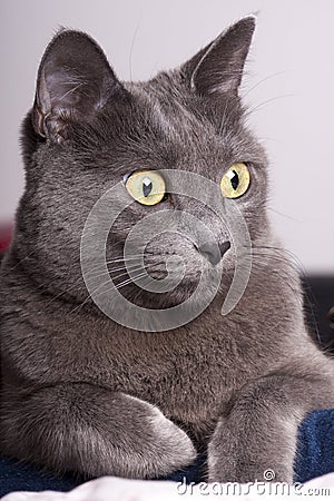 Close portrait of a female blue russian / carthusian cat Stock Photo