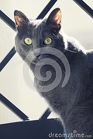 Close portrait of a female blue russian / carthusian cat Stock Photo