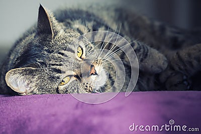 Close portrait of a female tabby cat lying Stock Photo