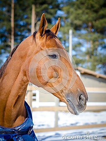 Red don mare horse in horsecloth Stock Photo