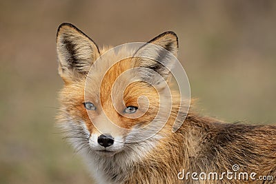 Close portrait of a Red Fox. Vulpes vulpes Stock Photo