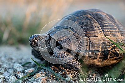 Close portrait Turtle on the ground Stock Photo