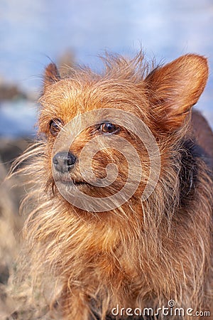 Close portrait of the very shaggy Yorkshire Terrier. Stock Photo