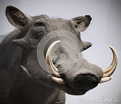 A Close Portrait of a Warthog, Genus Phacochoerus Stock Photo