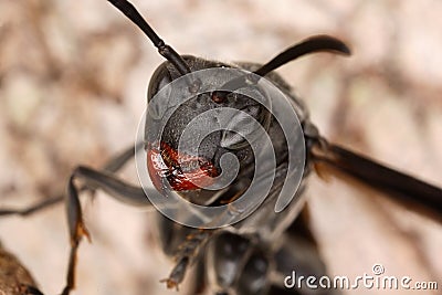 Close portrait of a wasp. Stock Photo