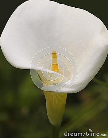 A Close Portrait of a White Calla Lily, Zantedeschia aethiopica Stock Photo