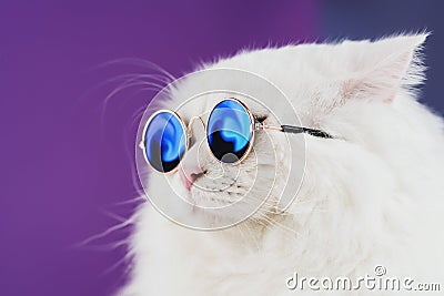 Close portrait of white furry cat in fashion sunglasses. Studio photo. Luxurious domestic kitty in glasses poses on Stock Photo