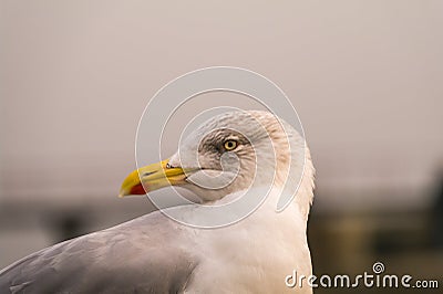 Close profile view of herring gull against blurred background Stock Photo