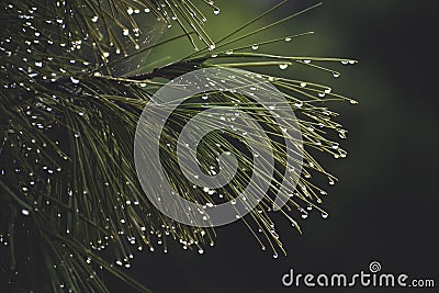 Close Raindrops on pine needles Stock Photo