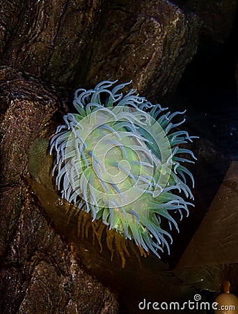 Sea Anemone Actiniaria Stock Photo