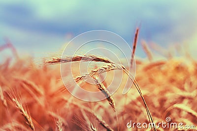 Close Ripe Wheat Spikelets On Cornfield. Toned Instant Filtered Stock Photo