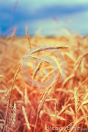 Close Ripe Wheat Spikelets On Cornfield. Toned Instant Filtered Stock Photo