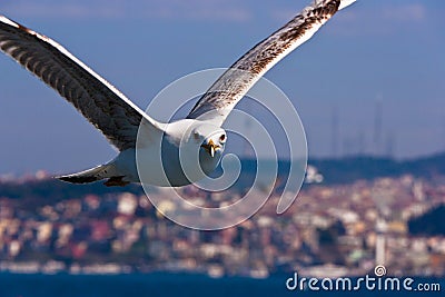 Close Seagull Flying and Looking Stock Photo