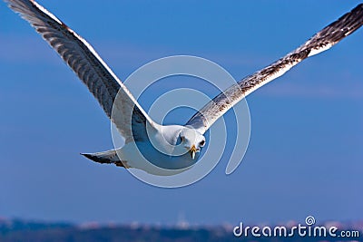 Close Seagull Flying and Looking Stock Photo