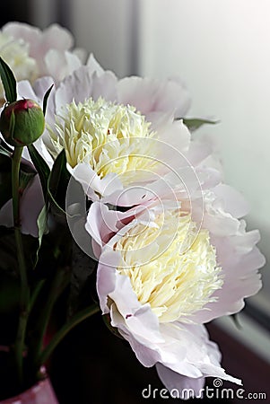 Close shot of blooming white peony flowers and buds. Stock Photo