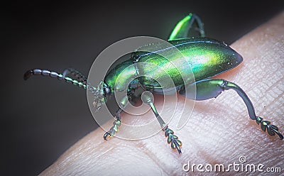 Close shot of the colored frog-legged leaf beetle. Stock Photo