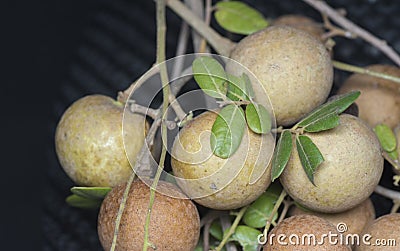 Close shot of the ripe brown sweet longan fruit Stock Photo