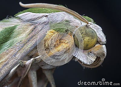 Close shot of the hawk moth insect . Stock Photo